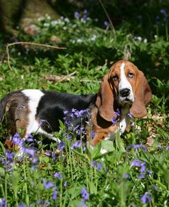 Basset Hound 29