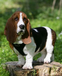 Basset Hound 30