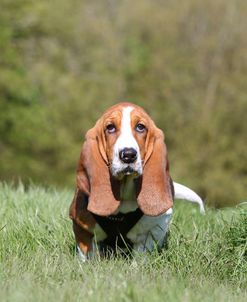 Basset Hound 22