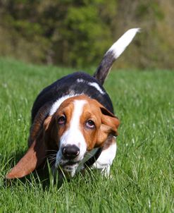 Basset Hound 24