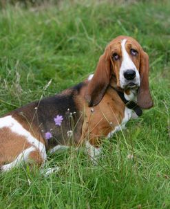 Basset Hound 35