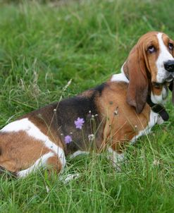 Basset Hound 36