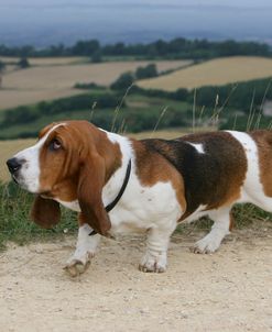 Basset Hound 37