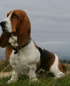 Basset Hound 38