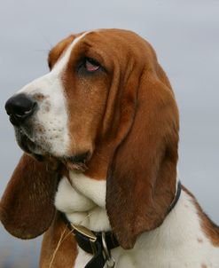 Basset Hound 39