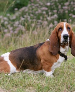 Basset Hound 40