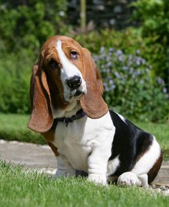 Basset Hound 31