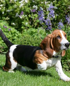 Basset Hound 32