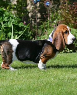 Basset Hound 33