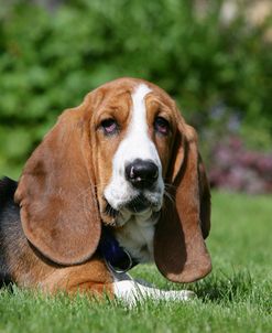 Basset Hound 34