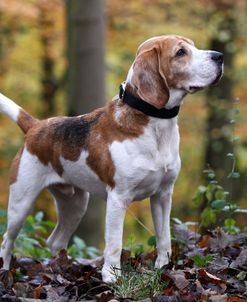 Beagle 03