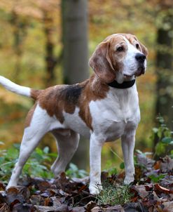 Beagle 04