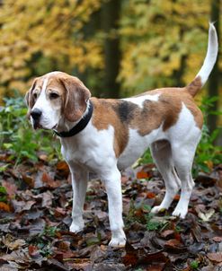 Beagle 05