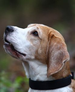 Beagle 07