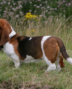 Basset Hound 41