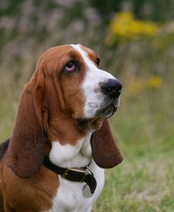 Basset Hound 42