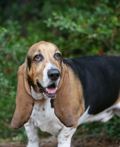 Basset Hound 43