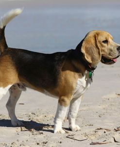 Beagle 01