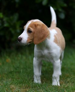 Beagle 14