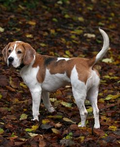 Beagle 08
