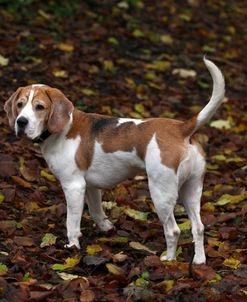 Beagle 08