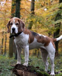 Beagle 11