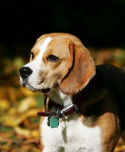 Beagle 25