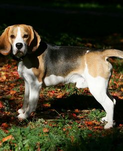 Beagle 26
