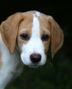 Beagle 19