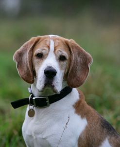 Beagle 34