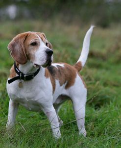 Beagle 35