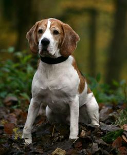 Beagle 36