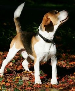 Beagle 28