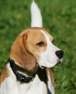 Beagle 29
