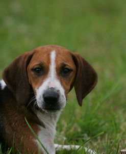 Beagle 31
