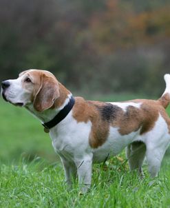 Beagle 39