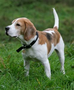 Beagle 40