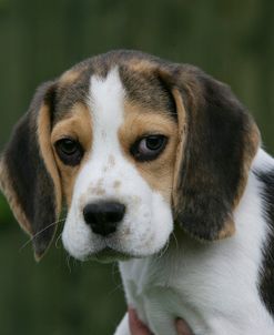 Beagle 50