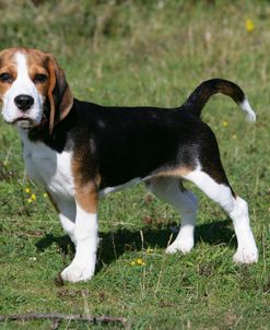 Beagle 59
