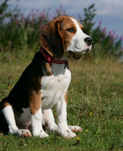 Beagle 68