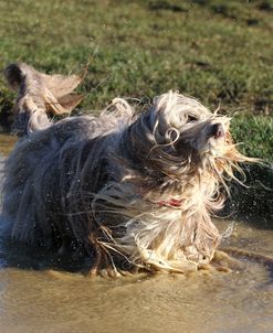 Bearded Collie 01