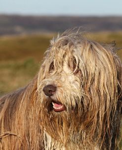 Bearded Collie 02