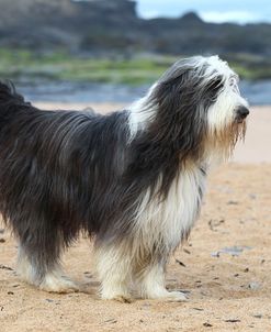 Bearded Collie 03