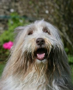 Bearded Collie 08