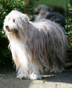 Bearded Collie 09