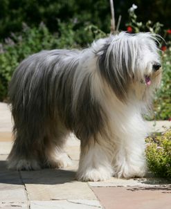 Bearded Collie 10