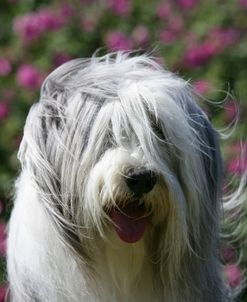 Bearded Collie 11