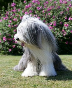 Bearded Collie 12