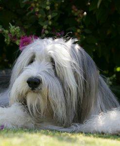 Bearded Collie 13