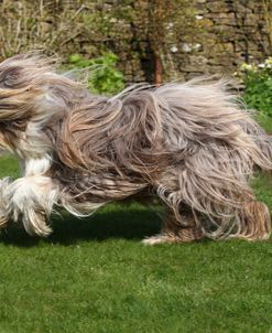 Bearded Collie 04